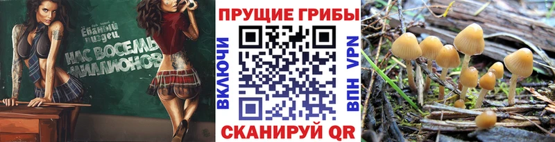 цена наркотик Среднеуральск Псилоцибиновые грибы Cubensis